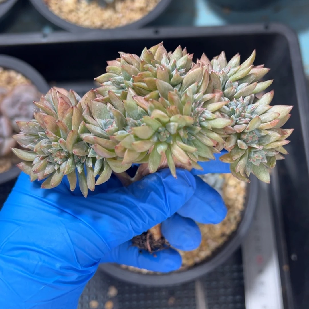 40头满天星小树漳州石榴籽