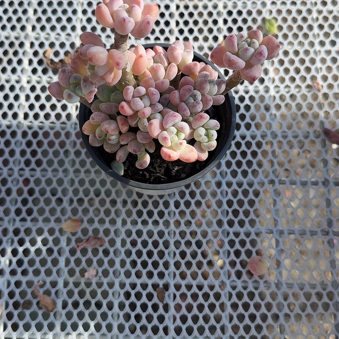 果冻罗琦多肉植物净切