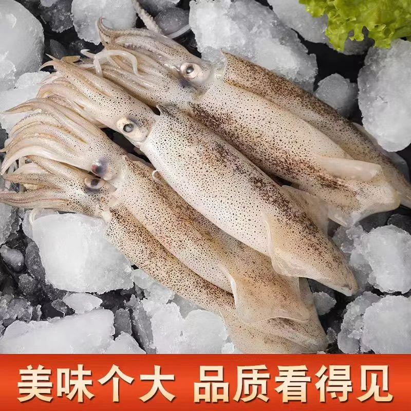新鲜速冻海兔子笔管鱼小鱿鱼冷链速发一斤10-16条A