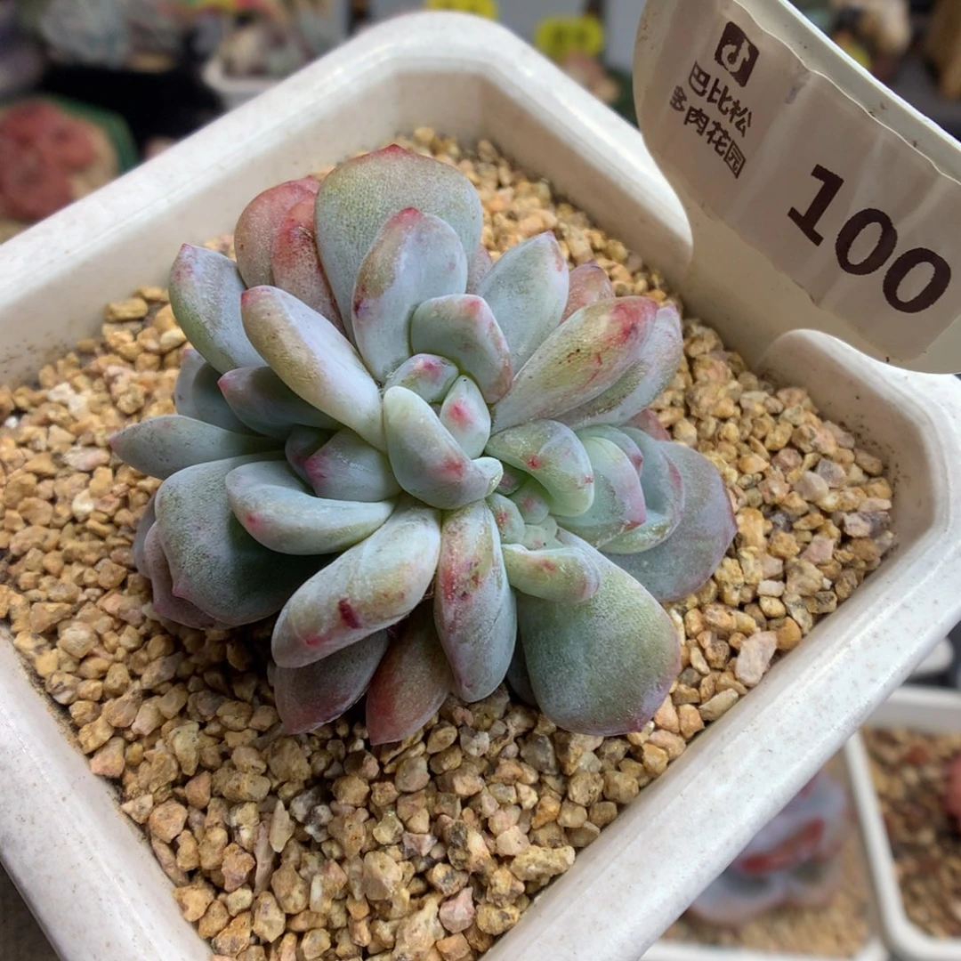 100梦露朵朵缀石化多肉