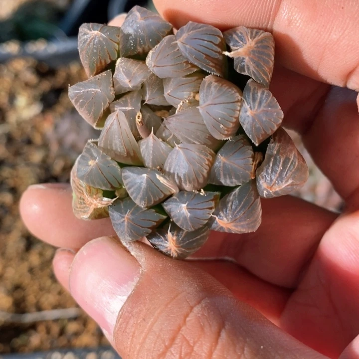 新**月28103 一颗福利。