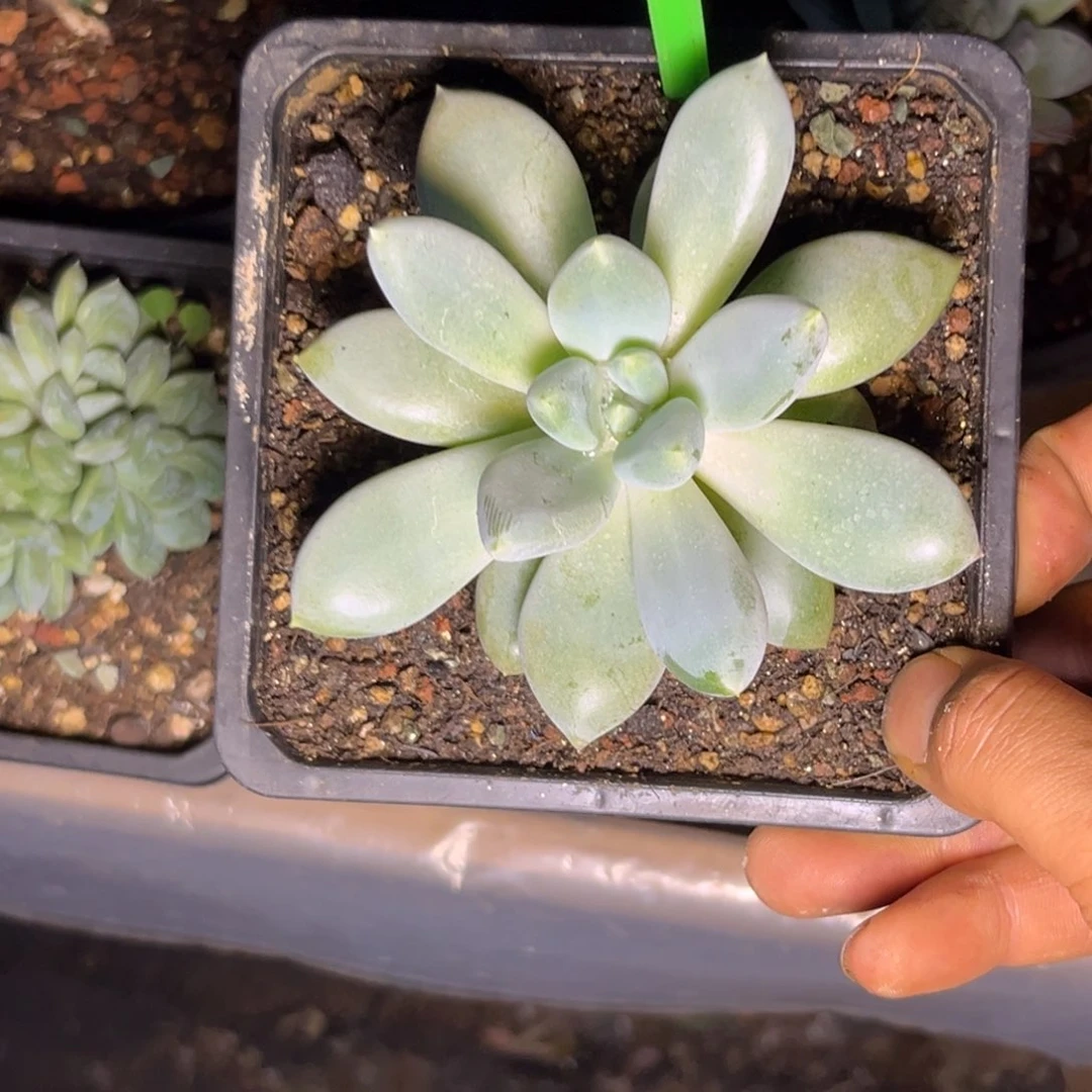 多肉植物胖体哥特573