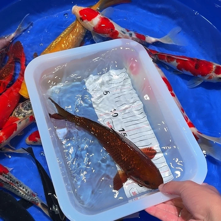阿***拉海水吃vv吃饭更多的