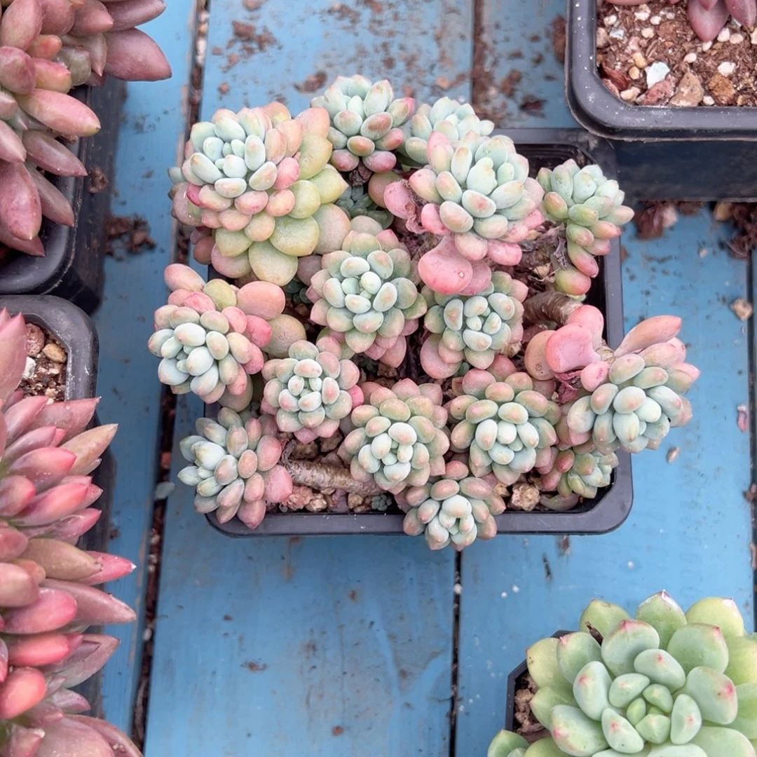 精品多肉植物老桩