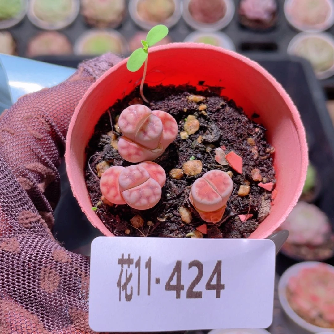 花利美11-424生石花