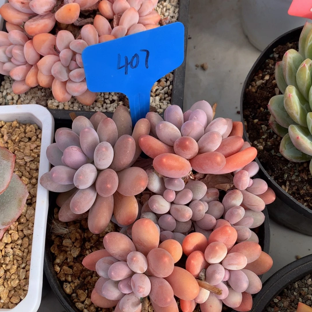 大群汤圆7272727273727