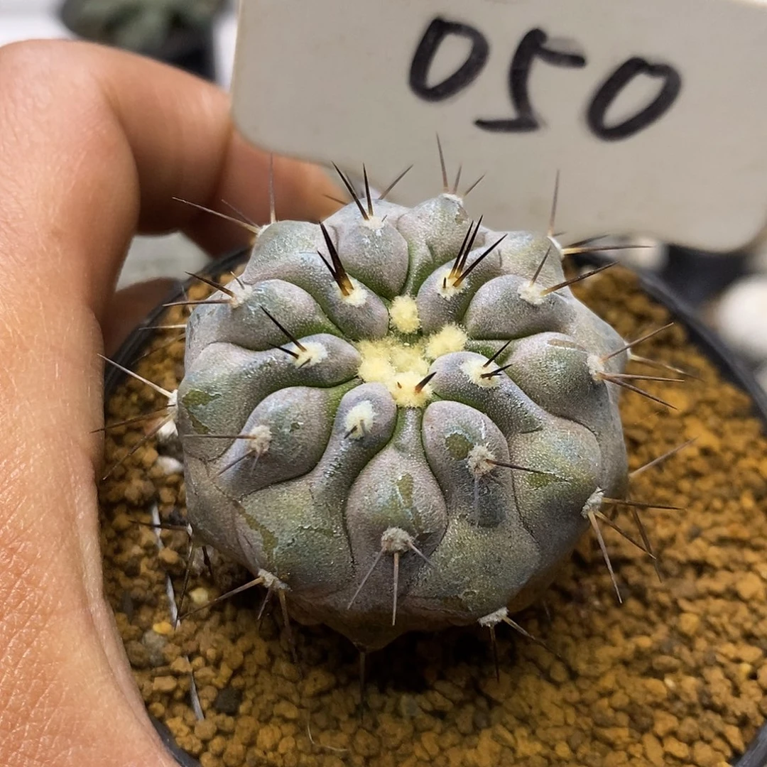 050黑王福利特价来了