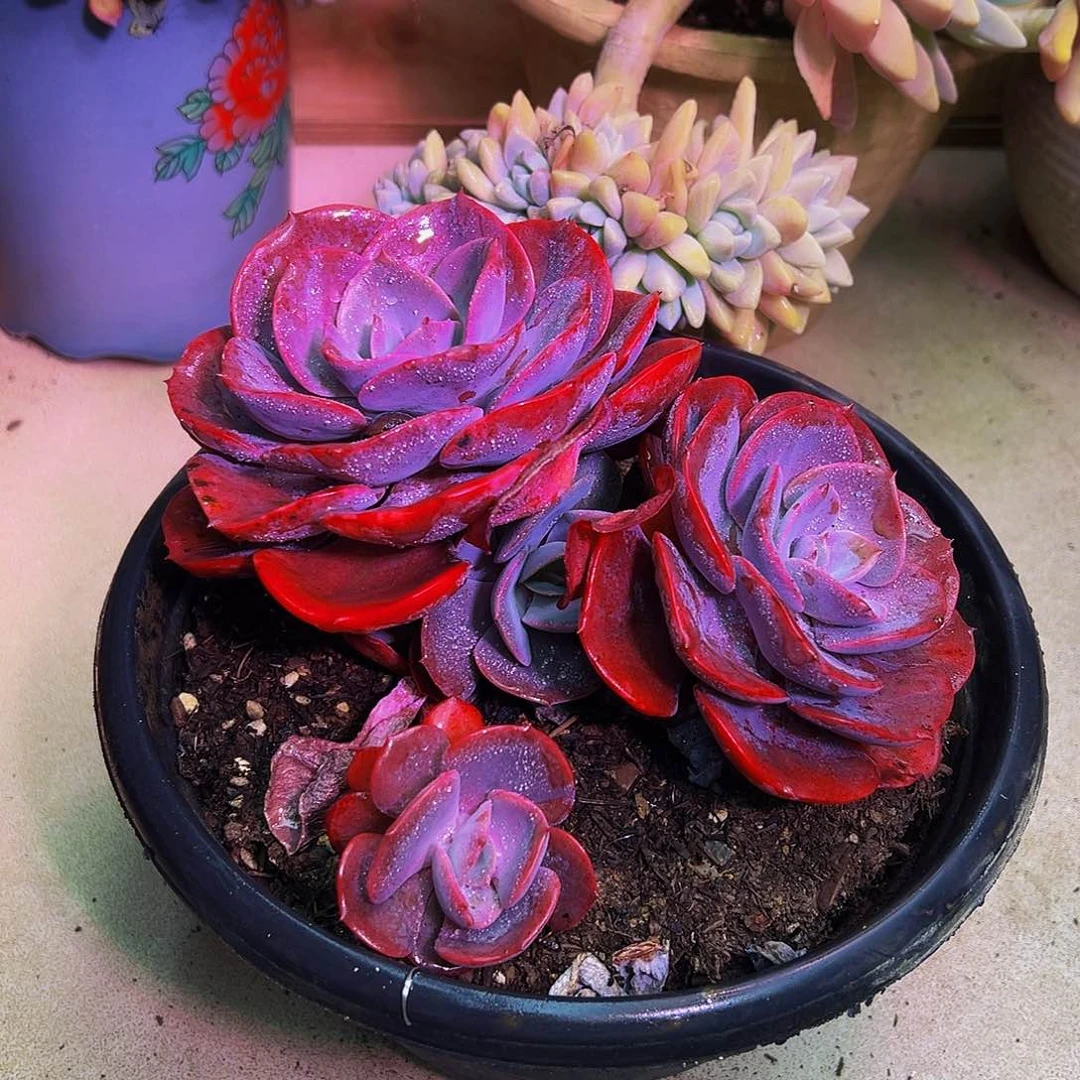 无铅玻璃尘埃玫瑰