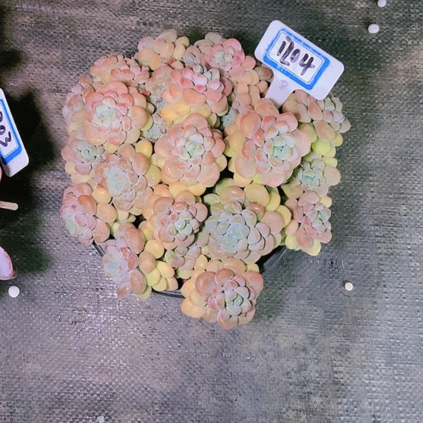 【闪购商品】星*谷1204