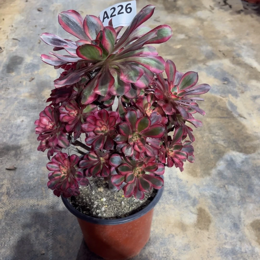 多肉植物香奈儿226多肉