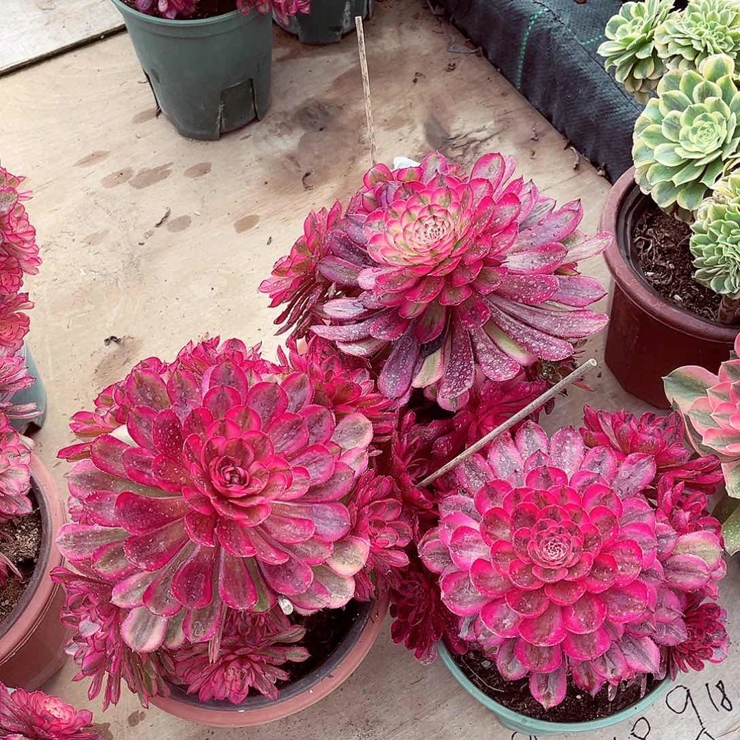 法师多肉植物f s