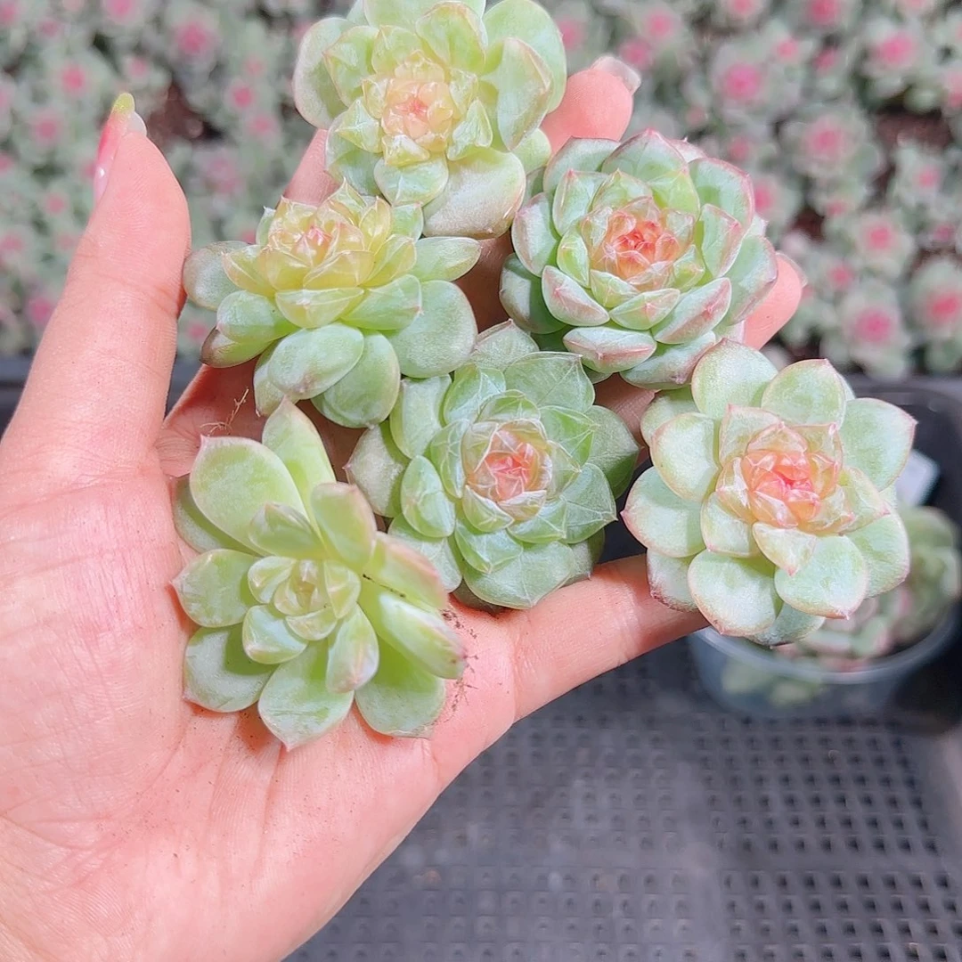 0922---194糖心珍妮
