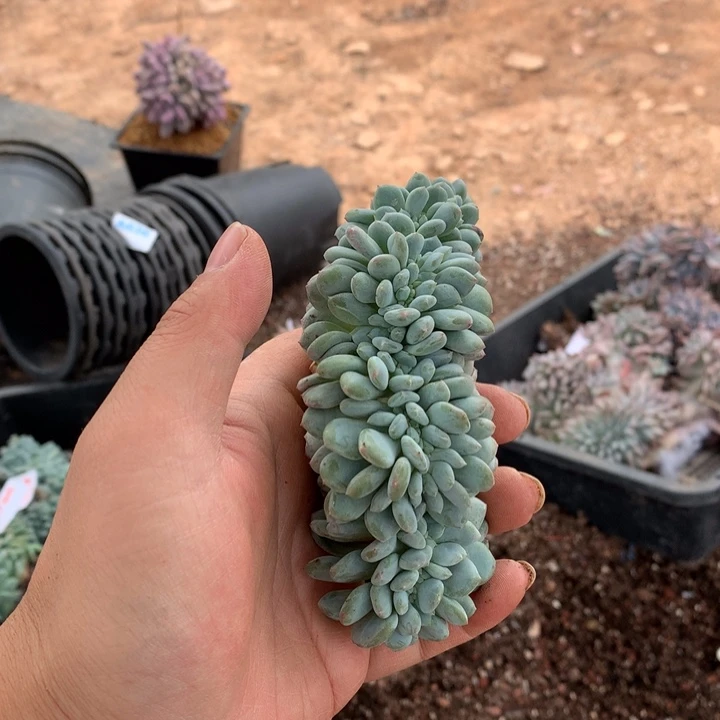 洁***哥797 满28包邮脱土发货