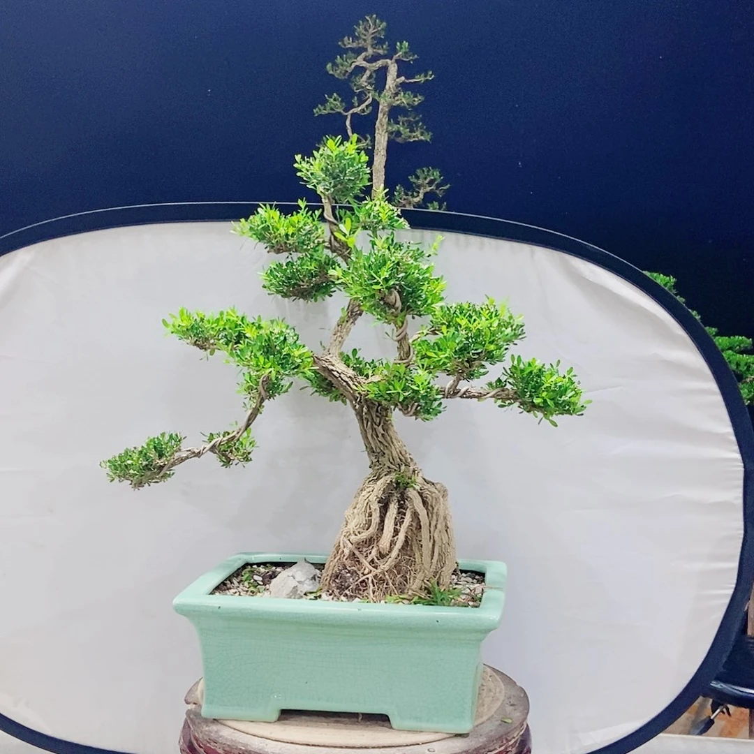 当前无花朵，栽培后可花朵