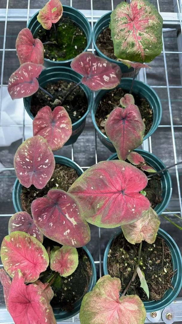 孙先生的花园(大海王)直播间实物为准