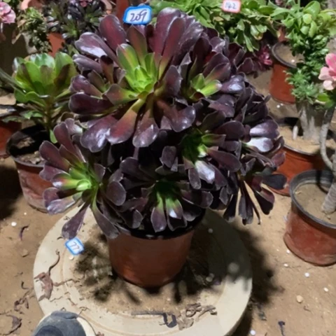 蒲****想花娜捧花一物一拍