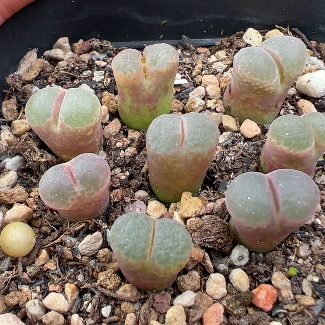 11.26好看的多肉脱土发货414