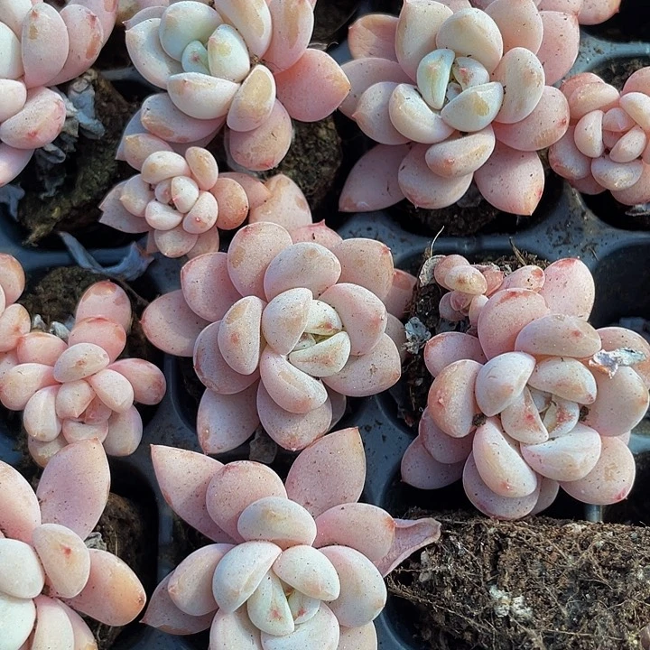 小星星雪1元带土发