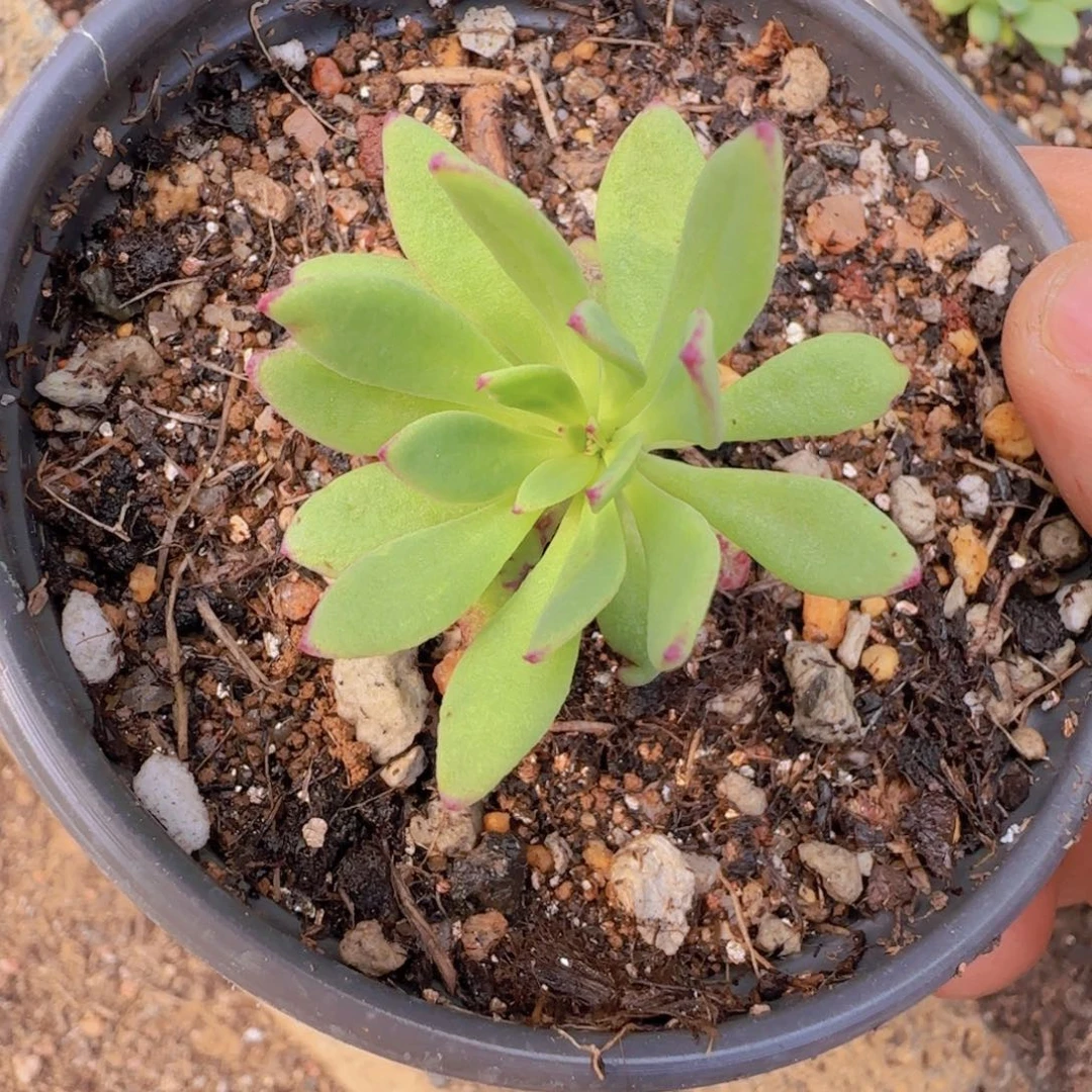 块根植物块根植物