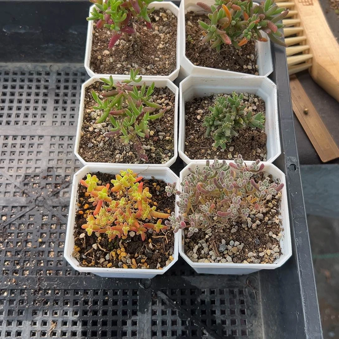 16号枝干新手套餐12.2多肉