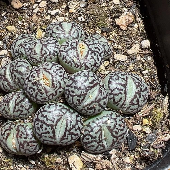 276号墨小锥多肉植物