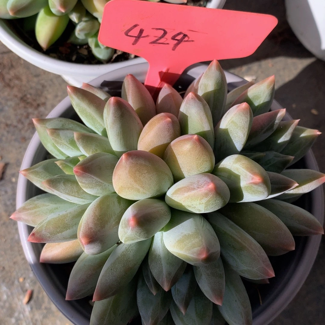 重楼7，72727373737373737373733