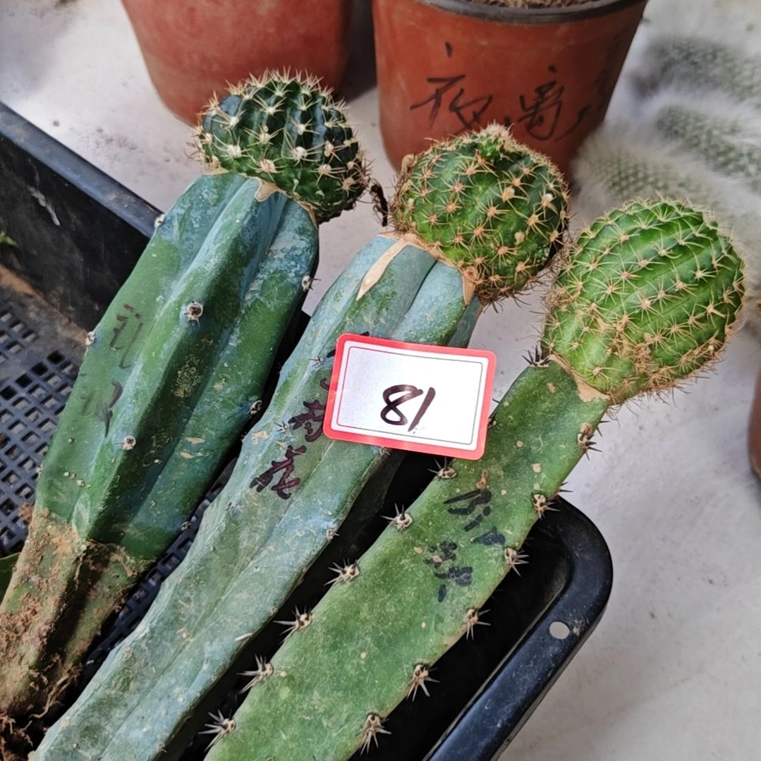 荷花组合三颗福81