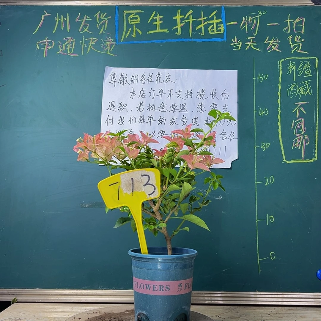 当前无花栽培后可以开花  卡亚塔  713
