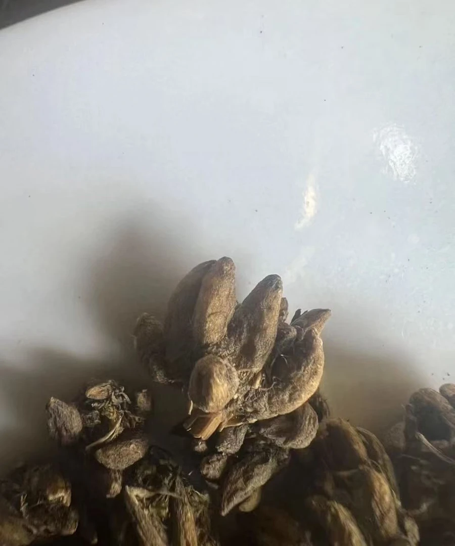 农产品野生【苗爪草】尖爪