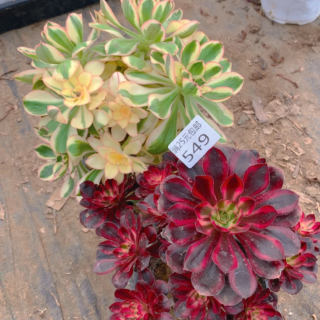 549法师组合2个老桩