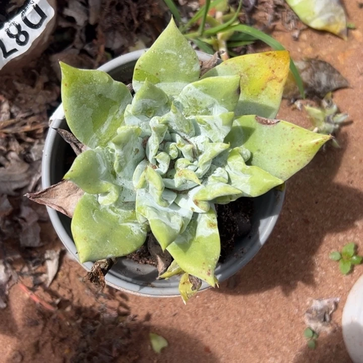 卷毛～一物一拍851