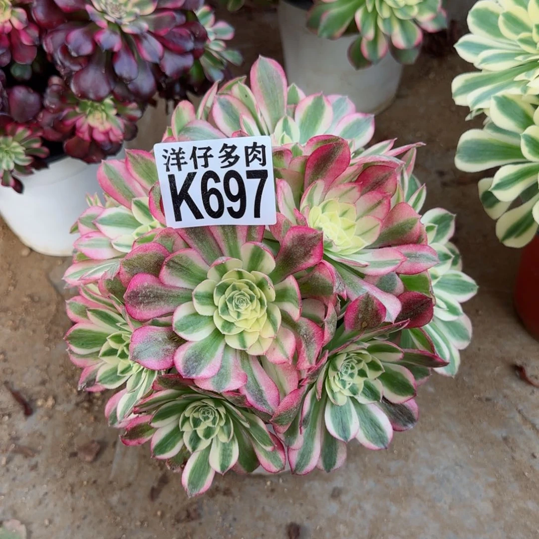 697玉资法师园艺官服18左右