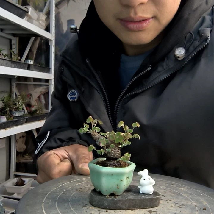 喜*小盆景小植物一物一拍5