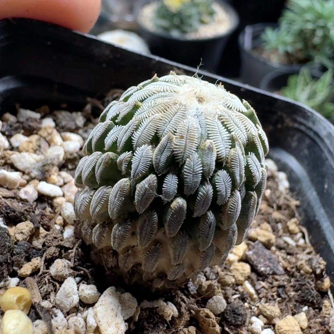 493精巧丸带盆发货自根