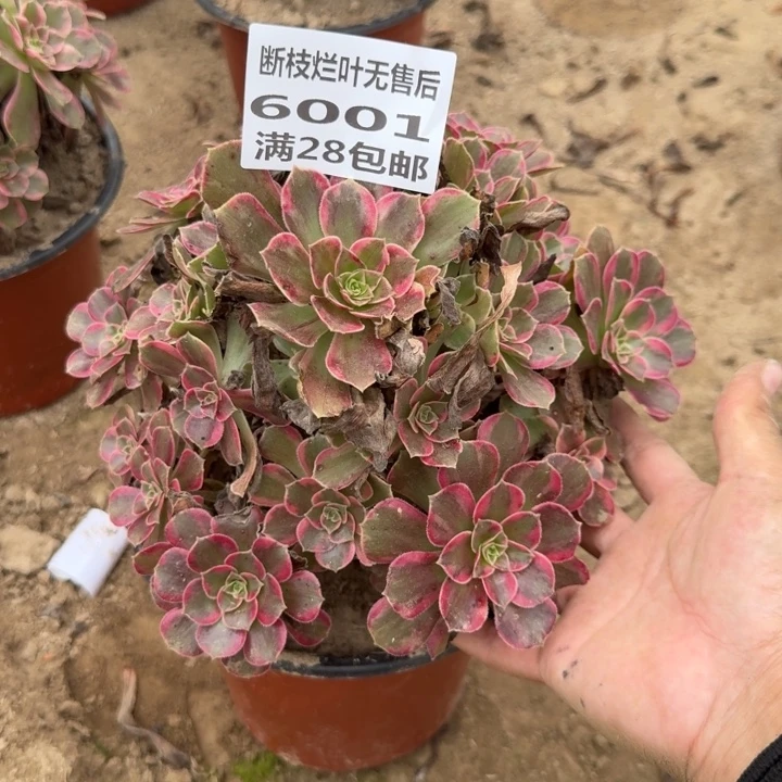6001二号棚玫红玫瑰K