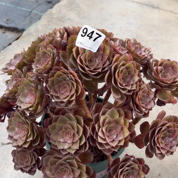 947桃花石33厘米左右
