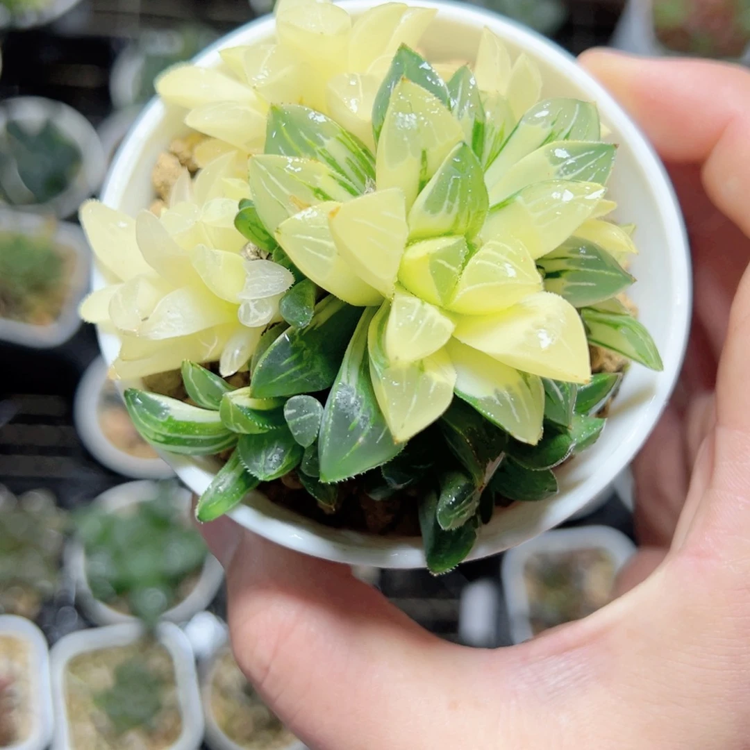 青***℡2792多肉植物一颗