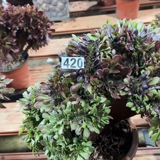 旧***燕多肉植物一个万追420