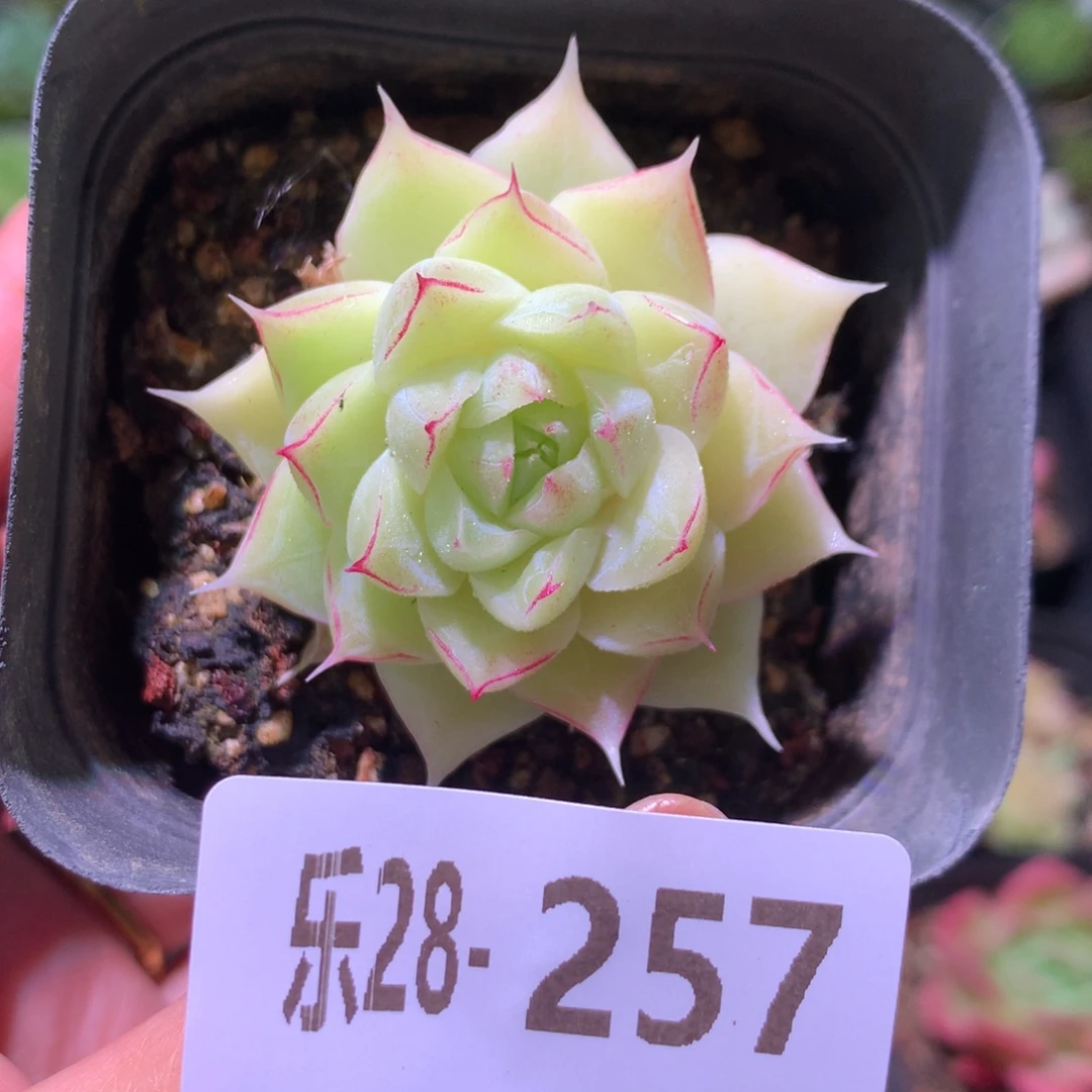 乐然28-257 女王玫瑰