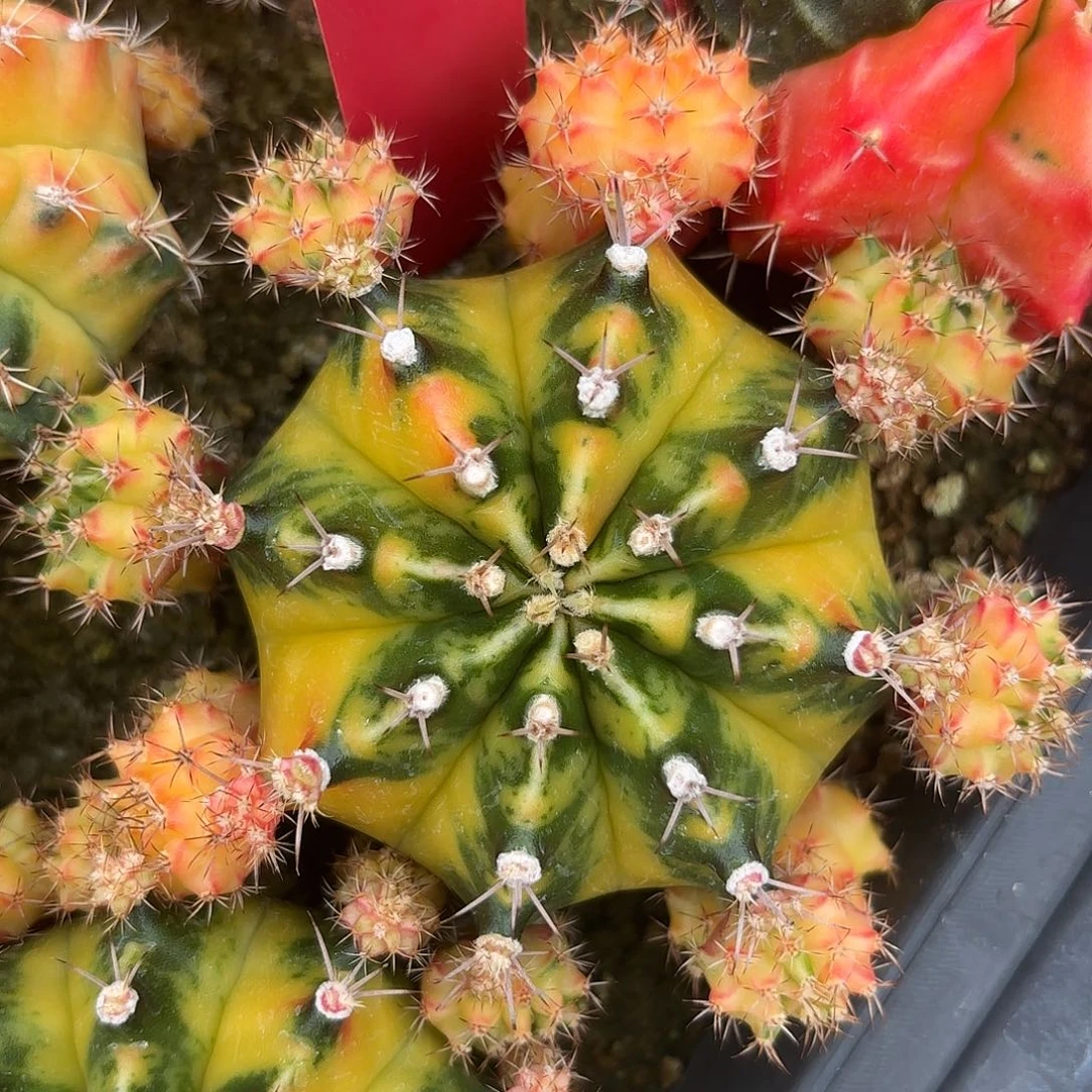 L636-1022泰国发货 小马克