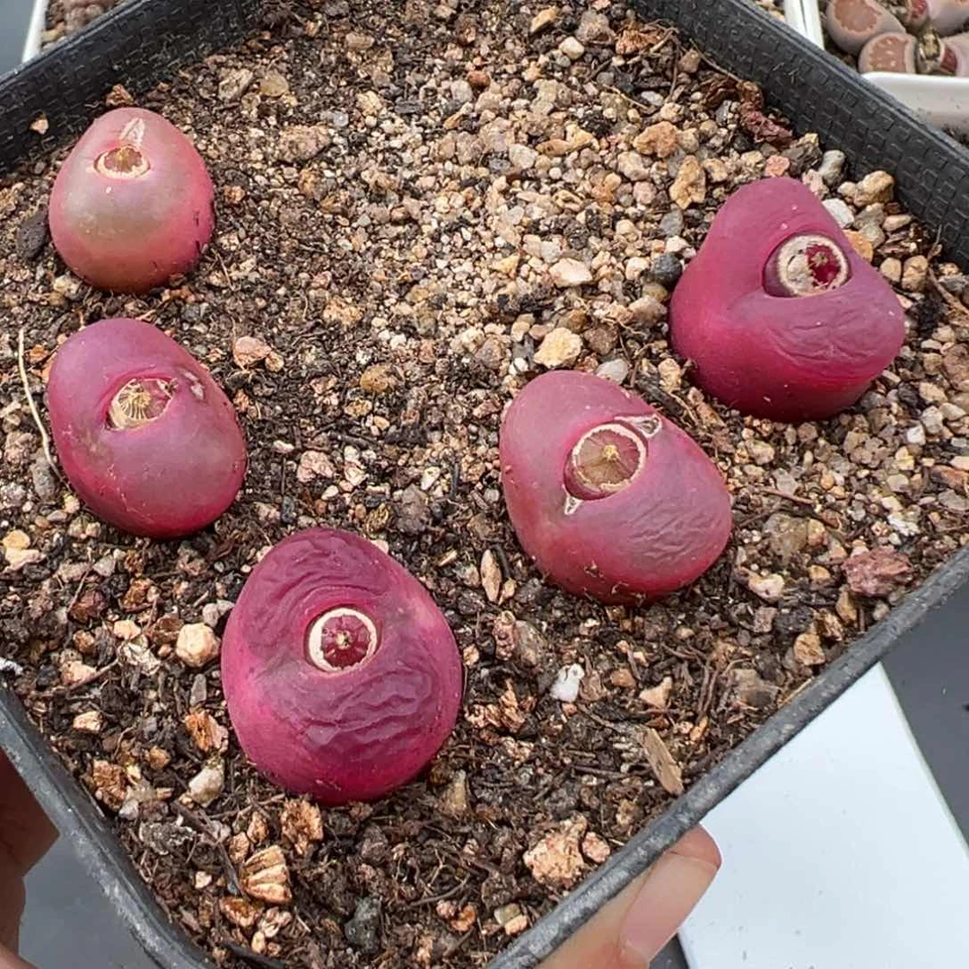 2.9好看的多肉100