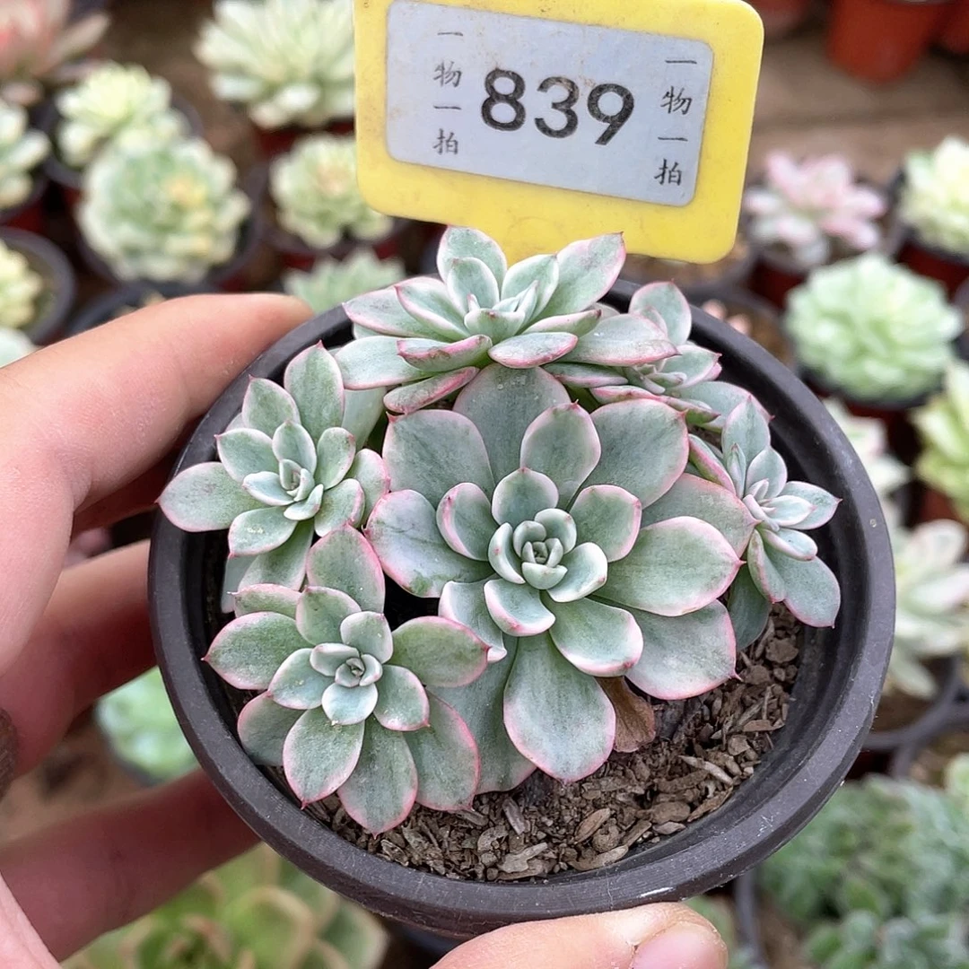 蓝***839号多肉植物盆栽