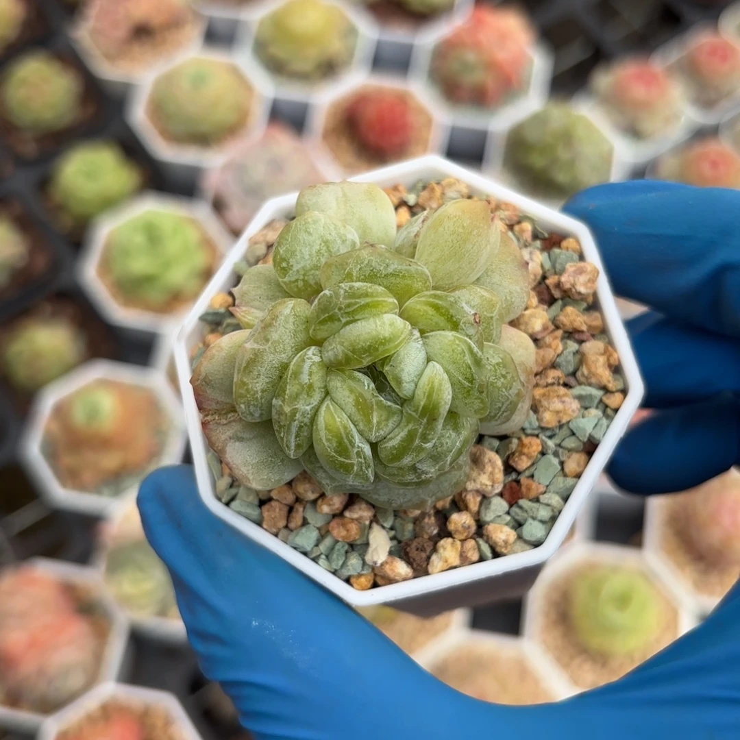 石化白恋一物一拍