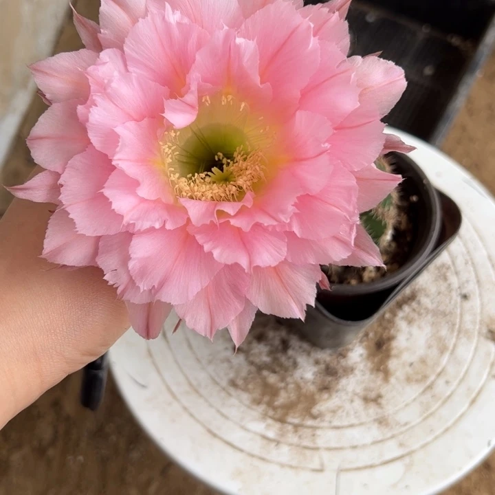 仙人球彩草带根296