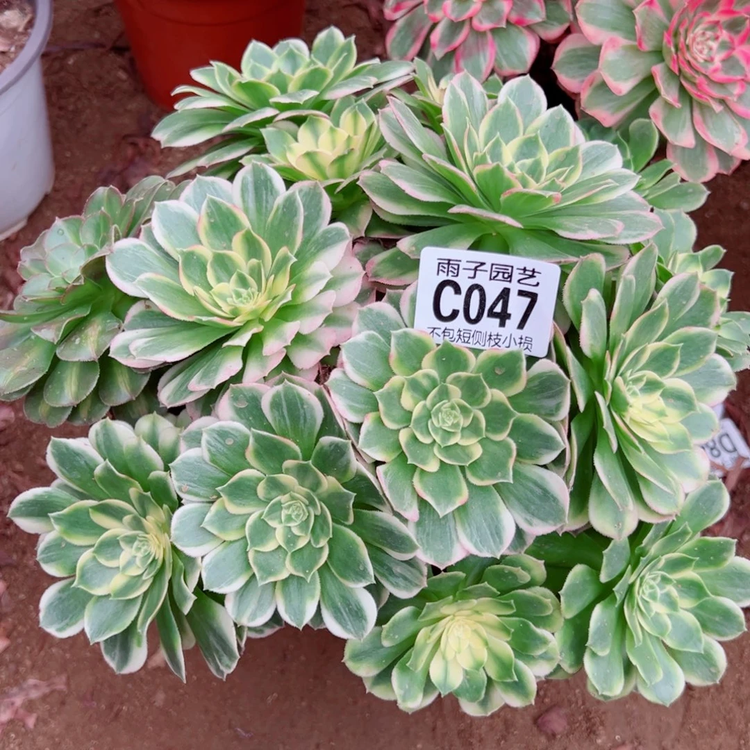 047海王雨子多肉植物