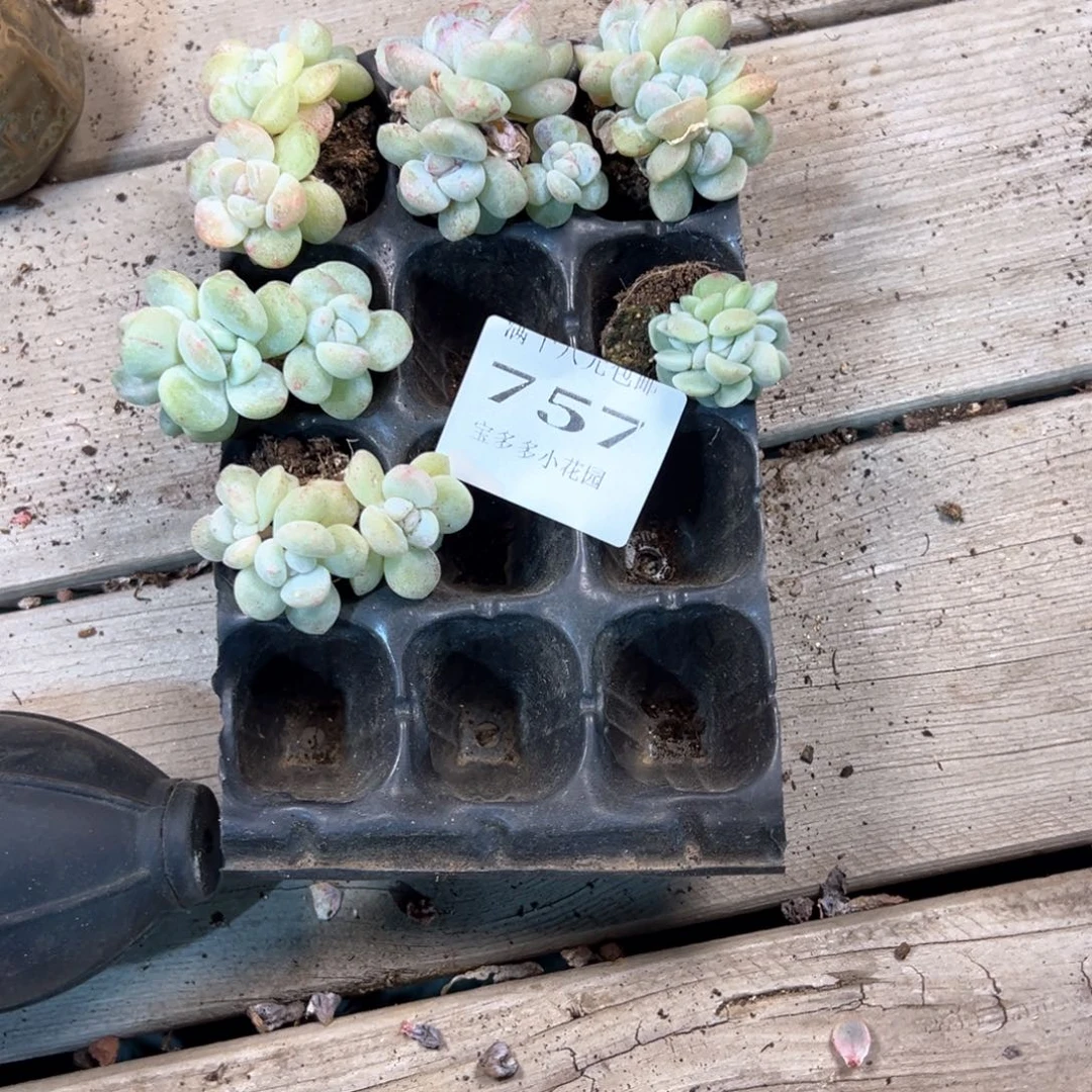 白****757号冰玉石化群到手5颗一物一拍