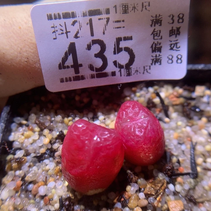 精品生石花217.435