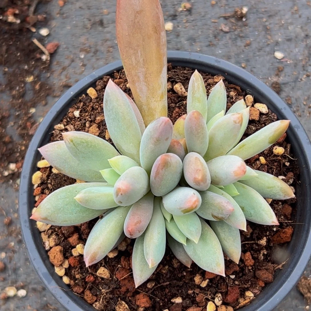 一颗美人系多肉植物