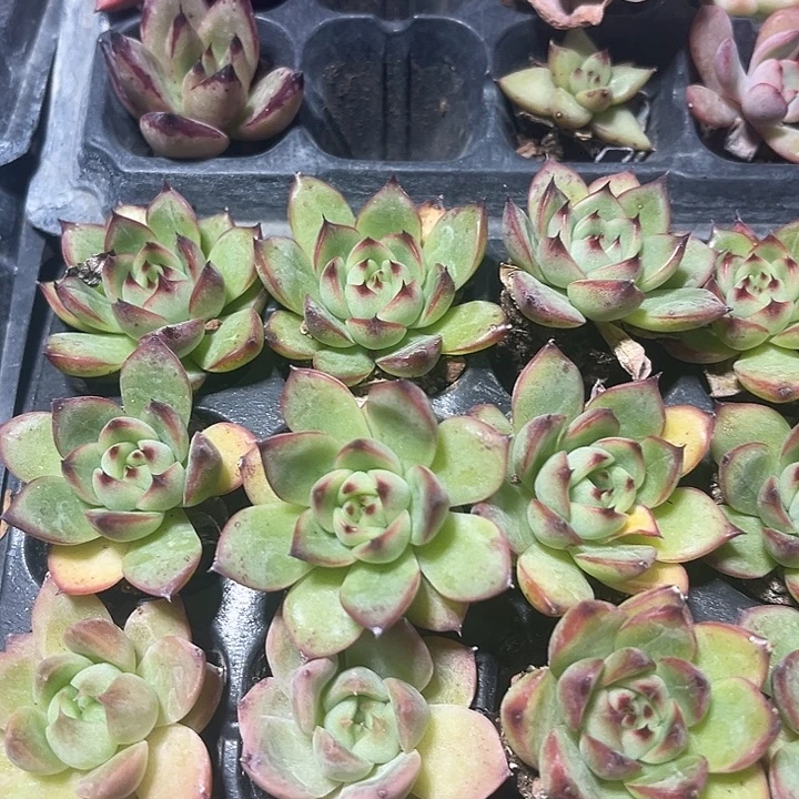 不知道是啥多肉植物