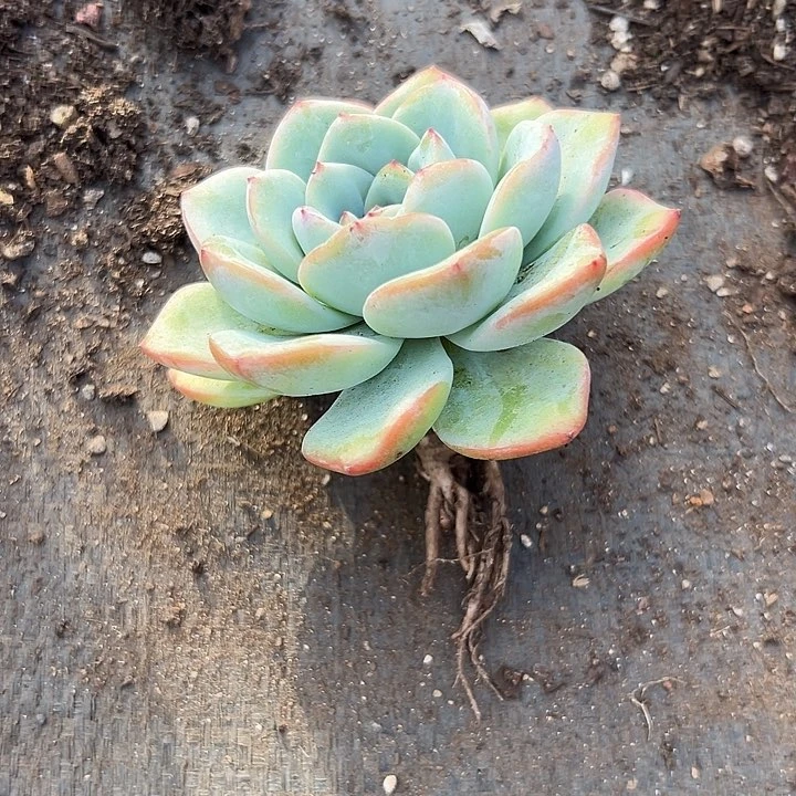 无花朵泡芙老桩。